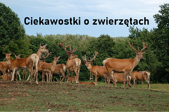 Obraz4a